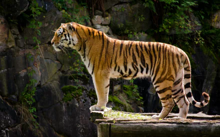 HD wallpaper of a tiger standing alert on a wooden platform with a dark rocky background, showcasing its vibrant stripes and powerful stature.