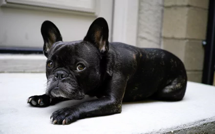 HD PC desktop wallpaper featuring a close-up of a black French bulldog lying on a white surface with a neutral background.