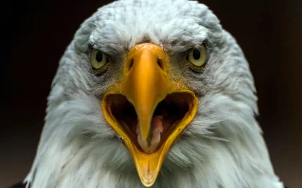 Close-up of a bald eagle, showcasing its fierce expression and striking features, set against a blurred background. This HD image serves as a captivating desktop wallpaper.
