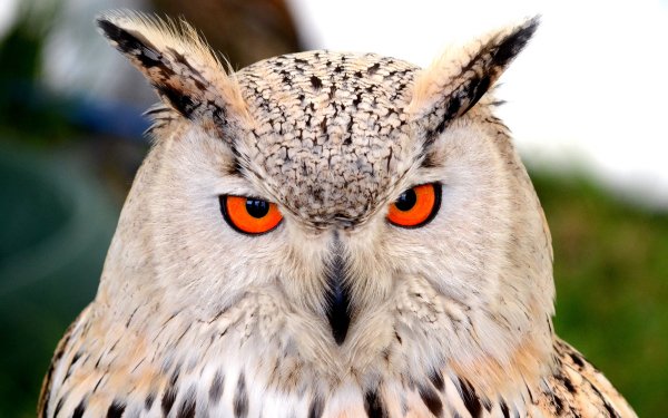 Animal Owl Birds Owls HD Wallpaper | Background Image