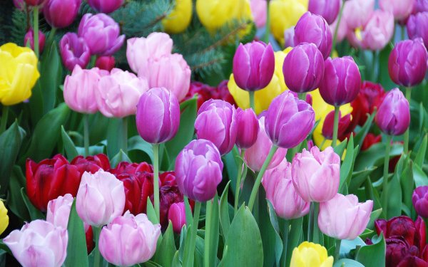 Earth Tulip Flowers HD Wallpaper | Background Image