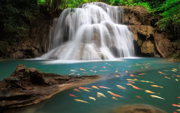 HD desktop wallpaper depicting a tranquil waterfall scene with a swarm of colorful koi fish swimming in a forested, serene pond.