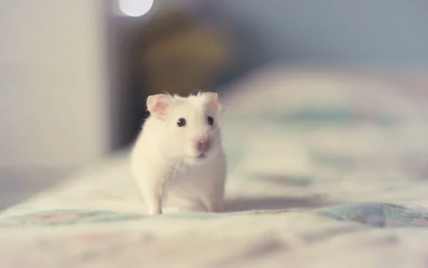 A cute white hamster stands on a patterned blanket, captured in high definition, making an engaging PC desktop wallpaper or background.