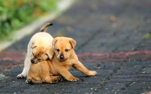 Two playful puppies are seen on a textured path, their fur in shades of tan. This HD image serves as a charming desktop wallpaper and background, showcasing their adorable antics.