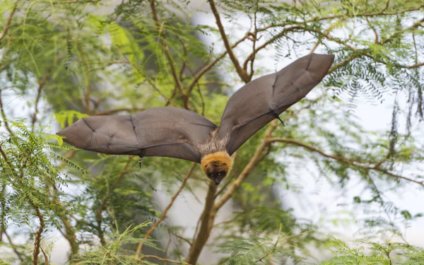  Fruitbat