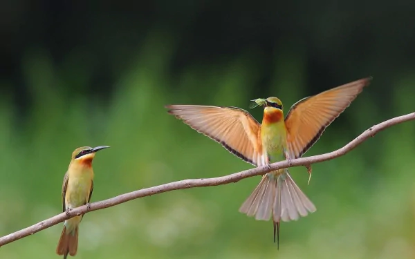 Two vibrant bee-eaters perch on a branch, one with wings spread wide, set against a soft, blurred green background. A stunning HD desktop wallpaper featuring these captivating birds.