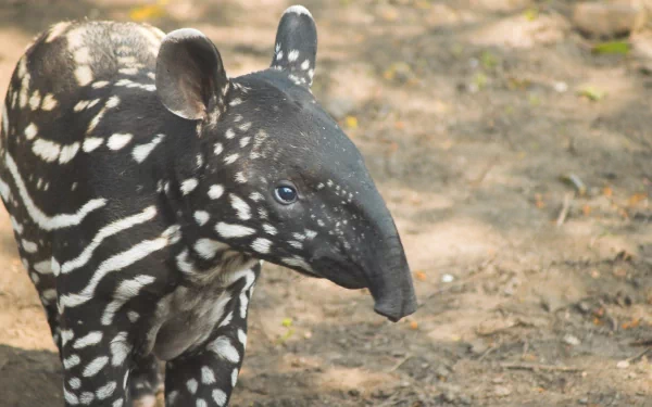 Animal tapir HD Desktop Wallpaper | Background Image