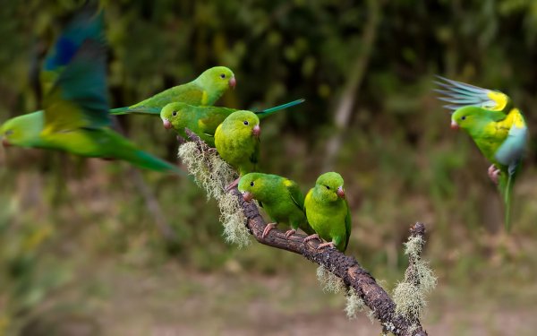Animal Parakeet Birds Parrots HD Wallpaper | Background Image