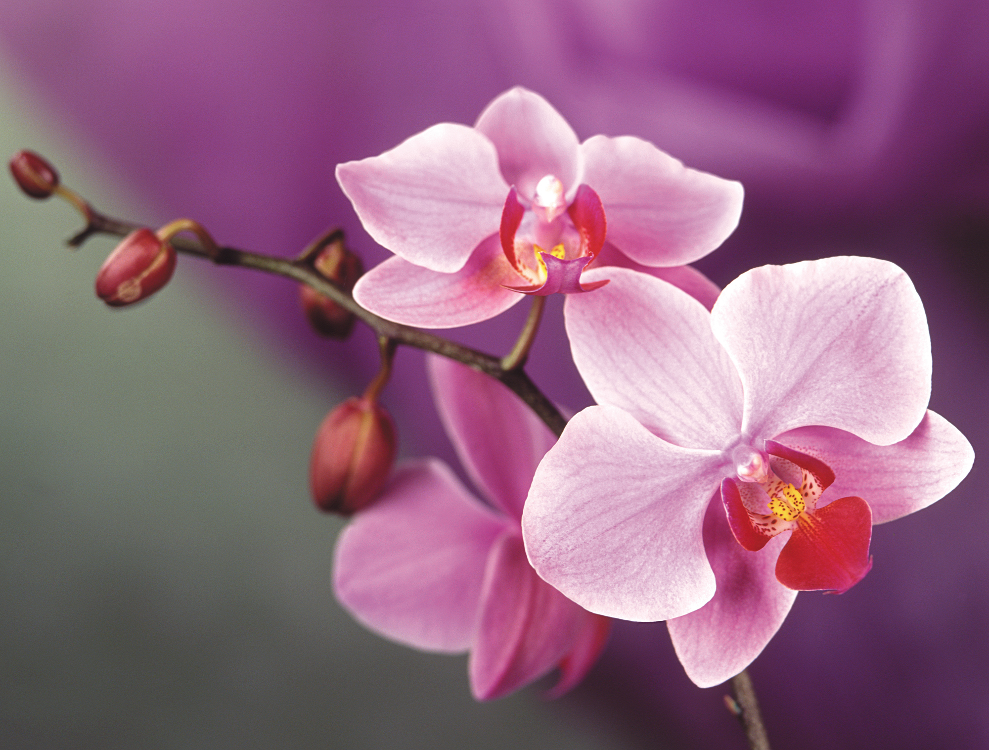Orchid Flower 4K Wallpapers  Wallpaper Cave