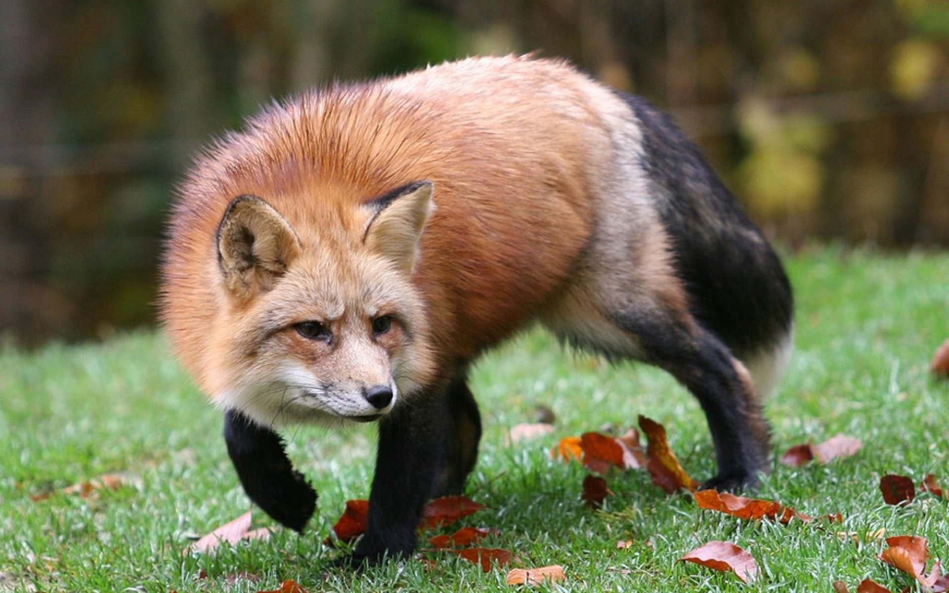A close-up of a fox walking through a grassy area, surrounded by fallen leaves, making for an engaging HD PC desktop wallpaper and background.