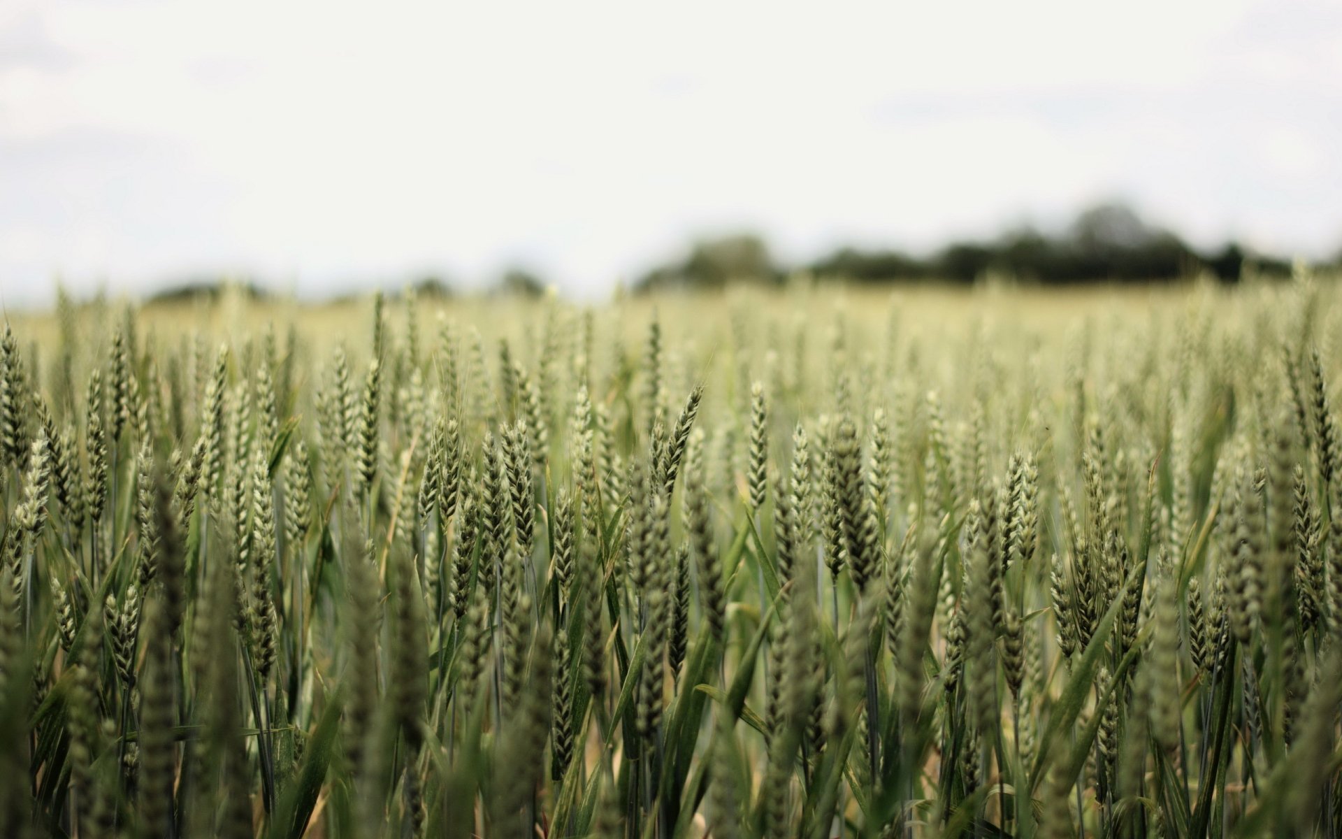 Close-up of green wheat under a soft sky, rendered as a 2K Quad HD PC desktop wallpaper background.