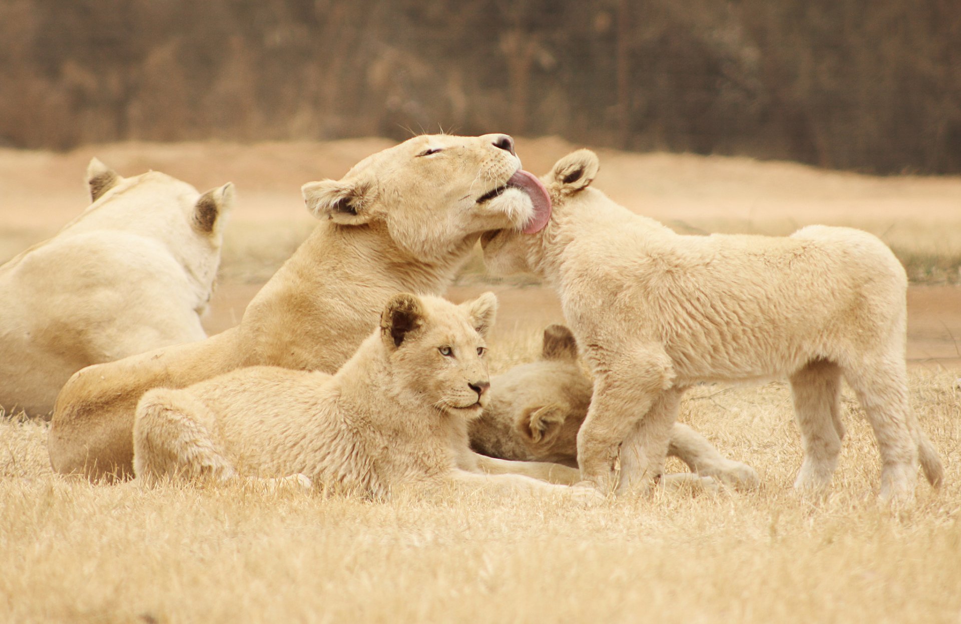 HD desktop wallpaper featuring a lioness and her cubs playfully interacting in a grassy field.