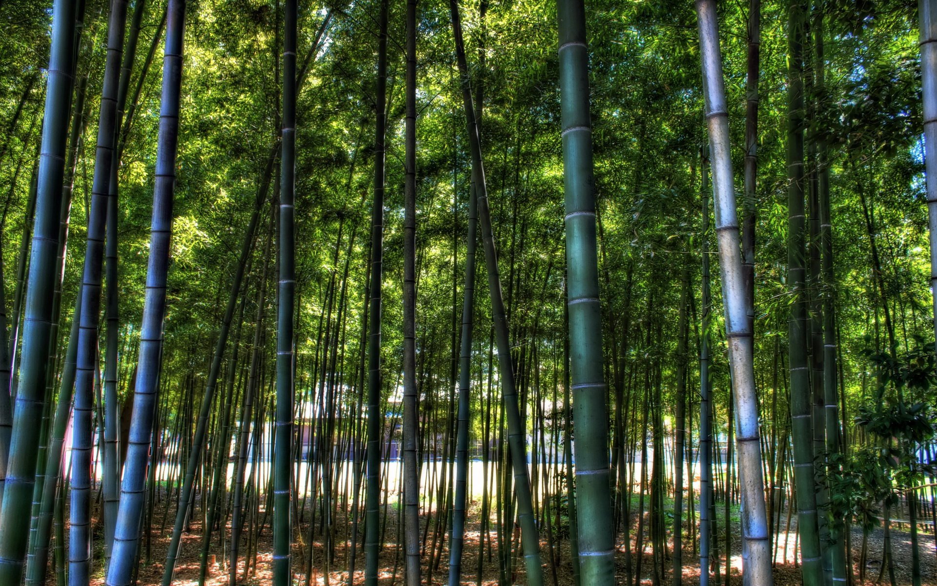 Download Nature Bamboo HD Wallpaper