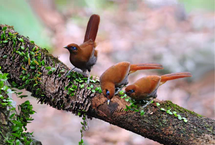 HD desktop wallpaper featuring two Rusty Laughingthrushes on a moss-covered branch, showcasing their detailed plumage and vibrant colors.