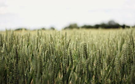 Close-up of green wheat under a soft sky, rendered as a 2K Quad HD PC desktop wallpaper background.