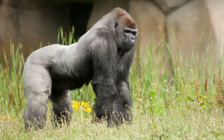 A majestic gorilla stands in a lush green setting, surrounded by tall grass and wildflowers, making for a striking HD desktop wallpaper and background.