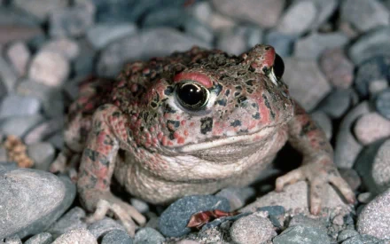 Close-up HD desktop wallpaper of a toad resting on a bed of small gray stones, showcasing its textured skin and prominent eyes.