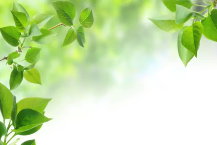 A vibrant close-up of green leaves with a soft, blurred background, this 8K Ultra HD wallpaper captures the essence of nature's tranquility and freshness.