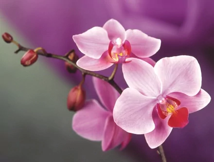A close-up of delicate pink orchids against a soft background, showcasing nature's beauty. This high-definition image makes an elegant desktop wallpaper.