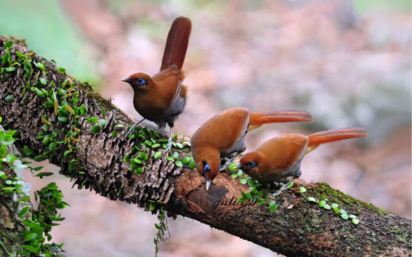 HD desktop wallpaper featuring two Rusty Laughingthrushes on a moss-covered branch, showcasing their detailed plumage and vibrant colors.