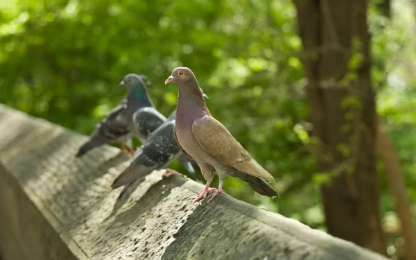 A serene HD wallpaper featuring three pigeons perched on a stone ledge, surrounded by lush green foliage, capturing the tranquility of nature.