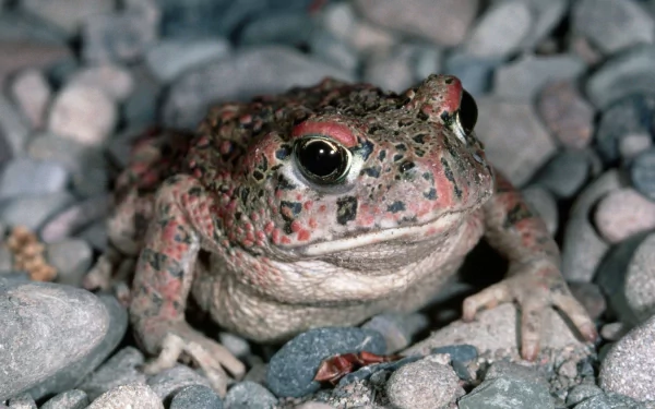 Animal toad HD Desktop Wallpaper | Background Image