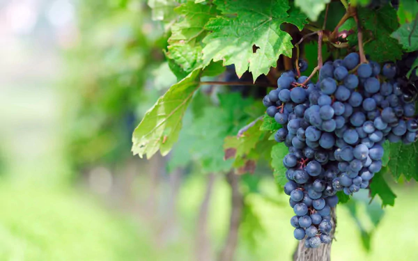 A vibrant close-up of fresh grapes hanging from green vines, set against a blurred vineyard backdrop, creating an inviting HD desktop wallpaper.