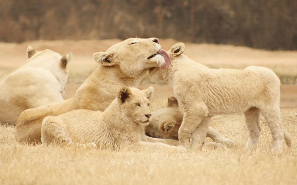 Animal Lion Cats HD Wallpaper | Background Image