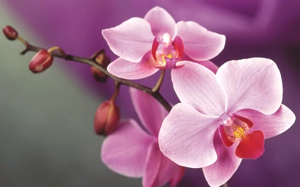 A close-up of delicate pink orchids against a soft background, showcasing nature's beauty. This high-definition image makes an elegant desktop wallpaper.
