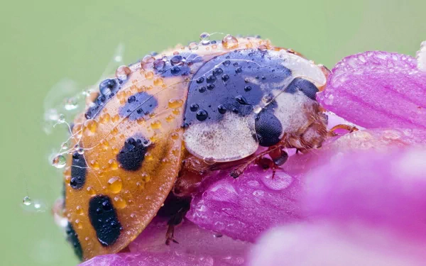 Animal ladybug HD Desktop Wallpaper | Background Image