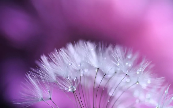 HD desktop wallpaper featuring a close-up of a delicate dandelion with water droplets against a soft, blurred pink and purple nature background.