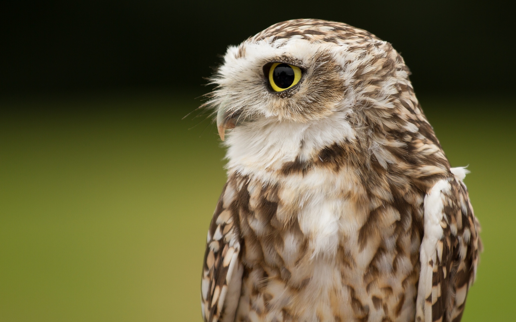 Download Animal Owl HD Wallpaper