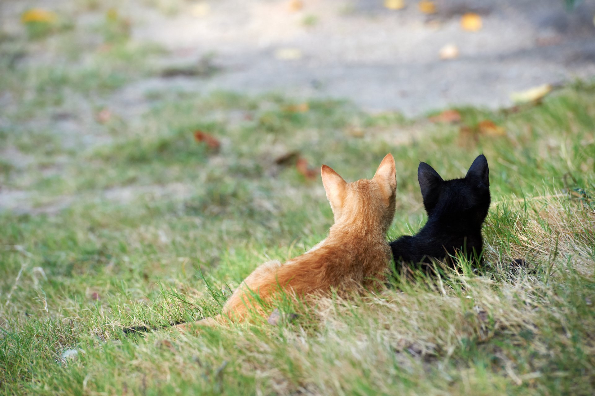 Two cats, one orange and one black, sit together on a grassy patch, surrounded by a serene natural setting. This HD image serves as a desktop wallpaper and background.