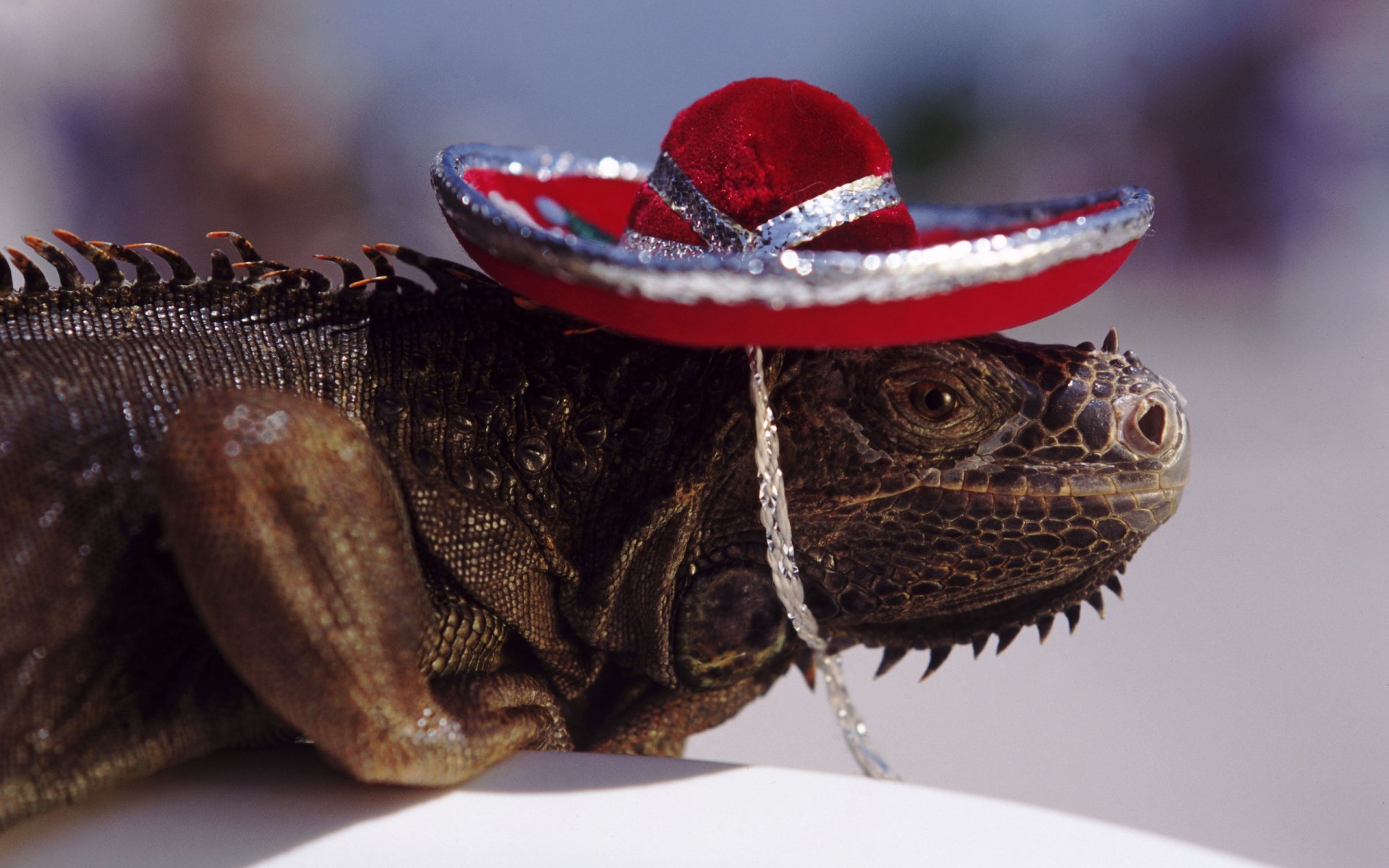 HD PC desktop wallpaper featuring a close-up of an iguana wearing a red sombrero, highlighting the animal's detailed texture and vivid colors.