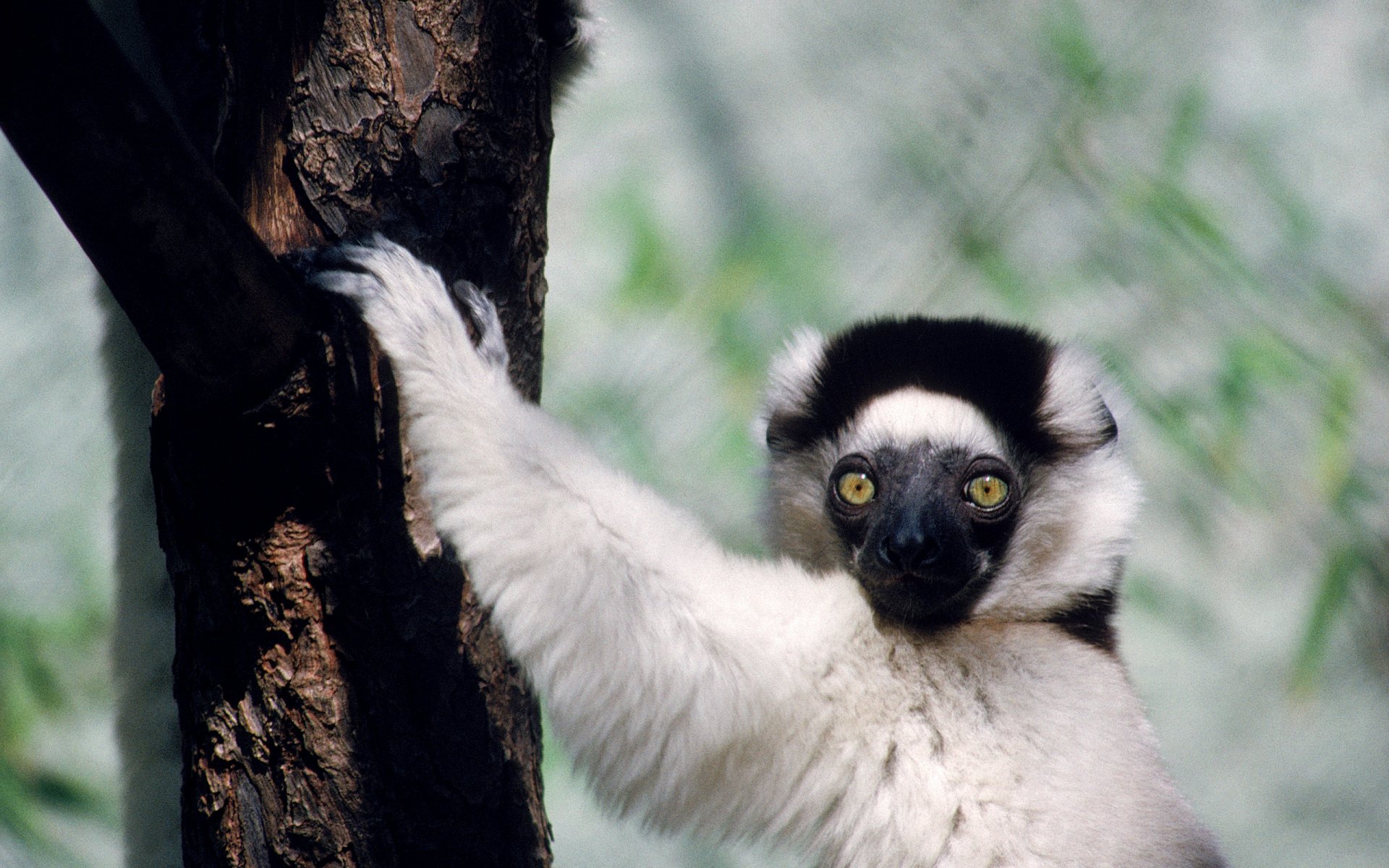 HD PC desktop wallpaper featuring a close-up of a lemur clinging to a tree with vibrant natural background.