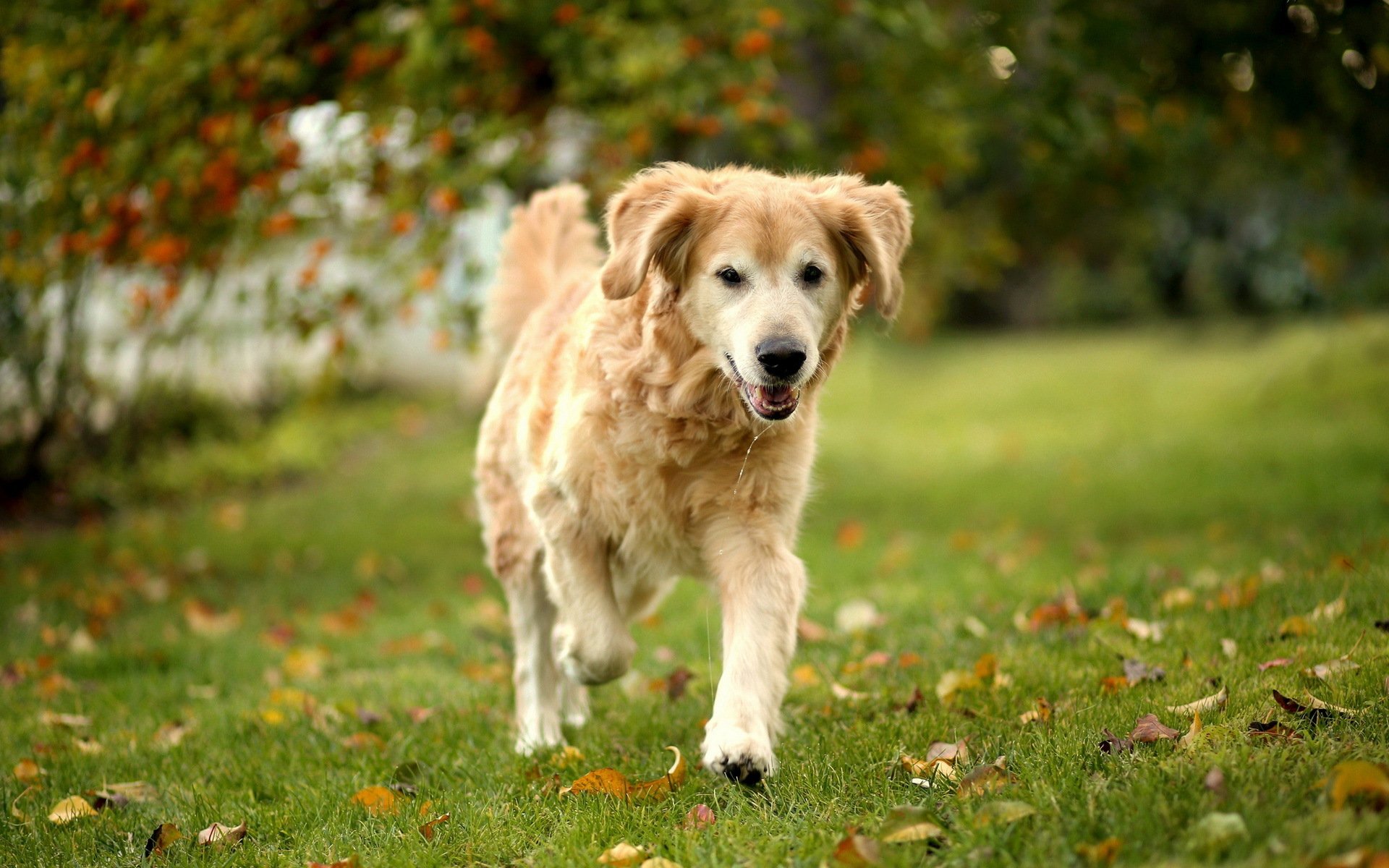 HD desktop wallpaper of a golden Labrador Retriever walking on green grass with autumn leaves in the background.