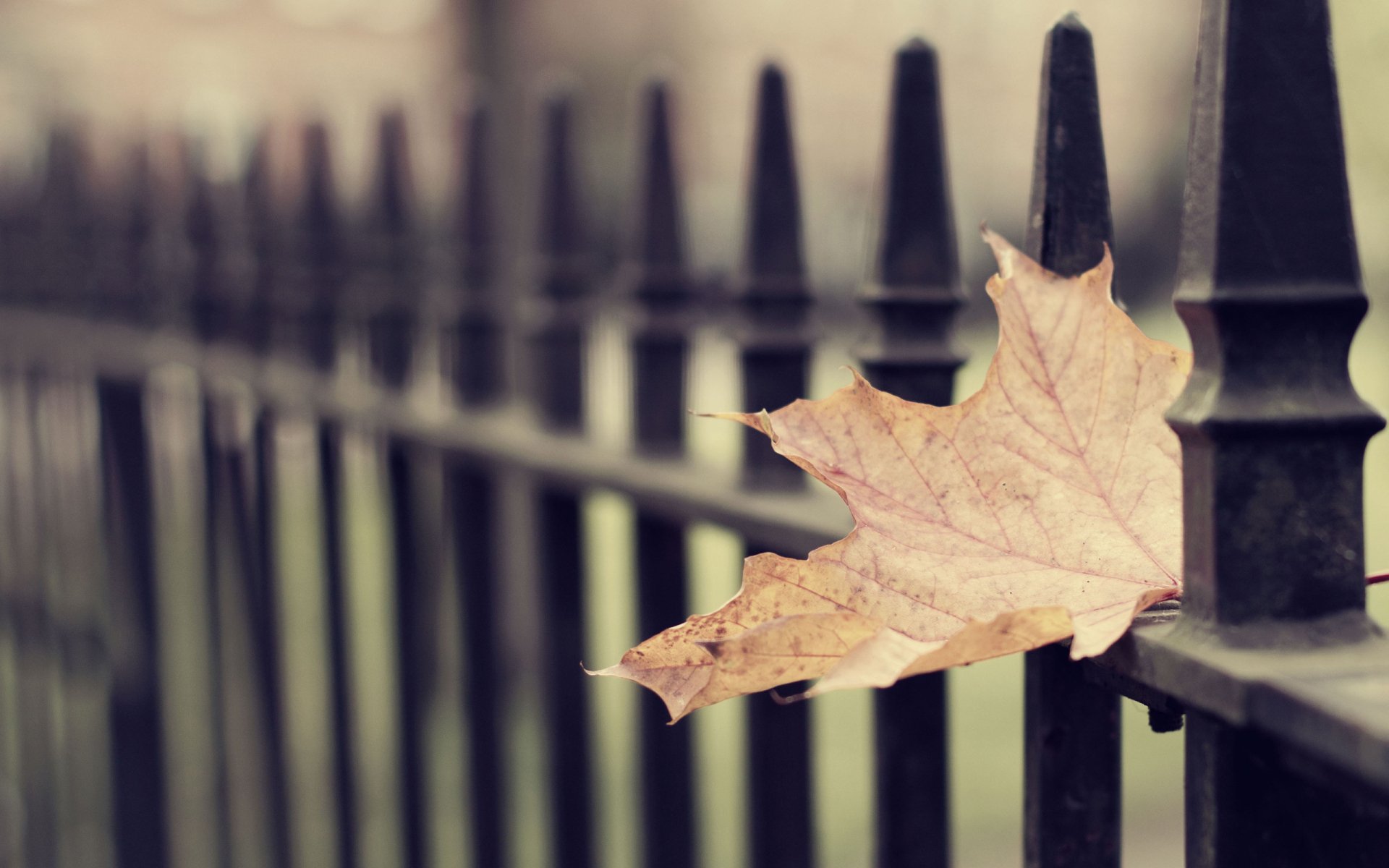 2K Quad HD PC desktop wallpaper and background — close-up of a man-made iron fence with pointed pickets, a dried maple leaf caught on one bar, soft shallow-focus background.