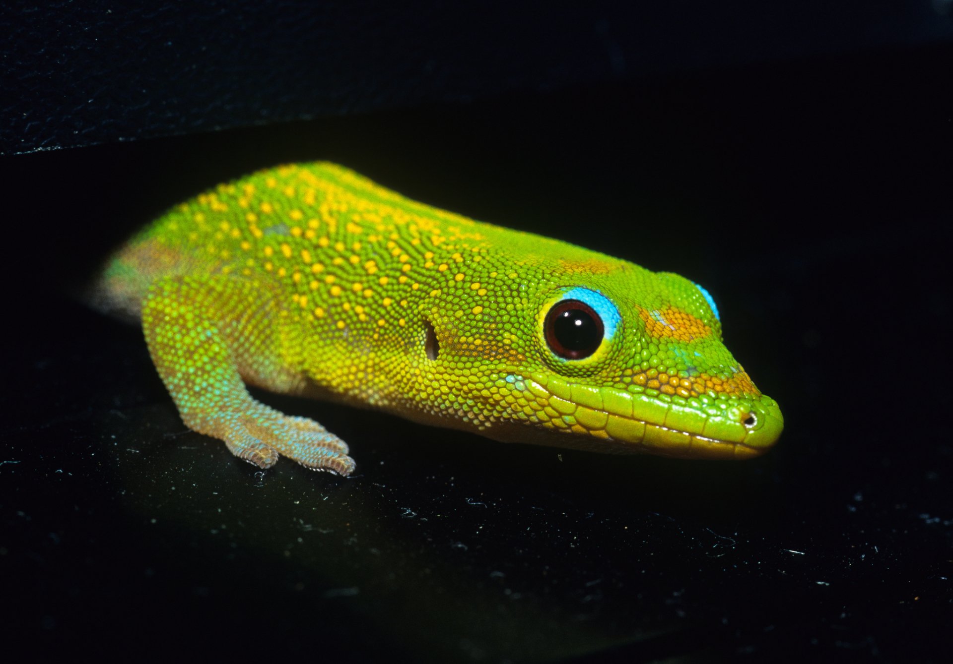 HD PC desktop wallpaper featuring a vibrant green lizard with bright blue and yellow markings against a black background.
