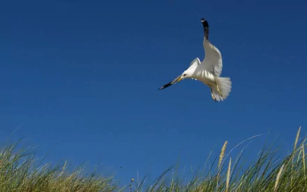 Animal seagull HD Desktop Wallpaper | Background Image