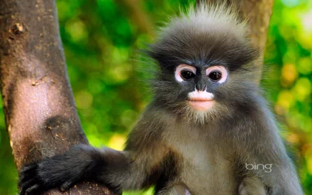 A cute Dusky Leaf Monkey perched on a tree, showcasing its playful expression. This HD image serves as a vibrant desktop wallpaper background.