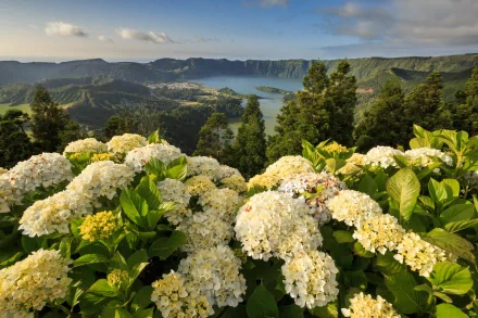 A stunning landscape of the Azores, Portugal, featuring vibrant white flowers in the foreground, overlooking a serene lake surrounded by lush green hills under a clear sky.