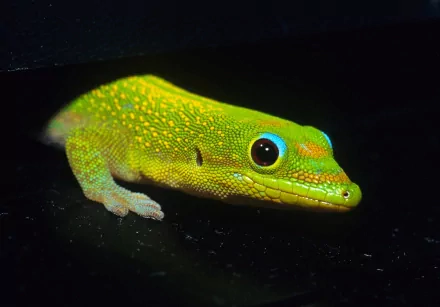 Animal lizard HD Desktop Wallpaper | Background Image