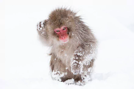 Animal Japanese macaque snow monkey HD Desktop Wallpaper | Background Image