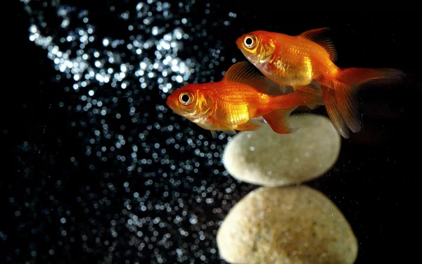 A vibrant HD desktop wallpaper featuring two goldfish swimming over smooth pebbles, set against a sparkling black background.