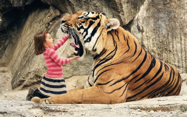 Animaux Tigre Félins Enfant Big Cat Humor Fond d'écran HD | Image