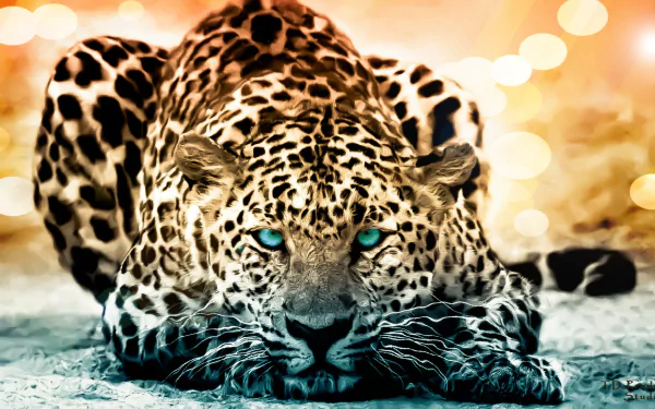 HD wallpaper of a leopard crouching with intense blue eyes, set against a blurred background of golden lights.