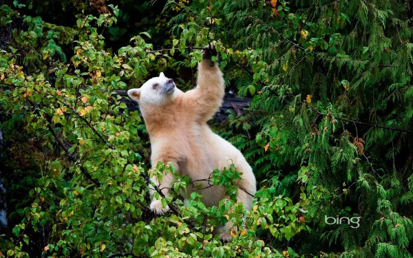 HD desktop wallpaper featuring a white Kermode bear standing among lush green foliage, reaching up toward the branches in a vibrant natural setting.