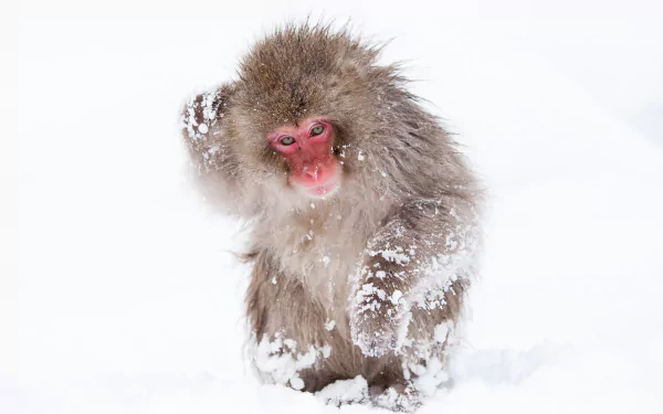 HD desktop wallpaper featuring a Japanese macaque, or snow monkey, standing in the snow with snowflakes on its fur against a white background.
