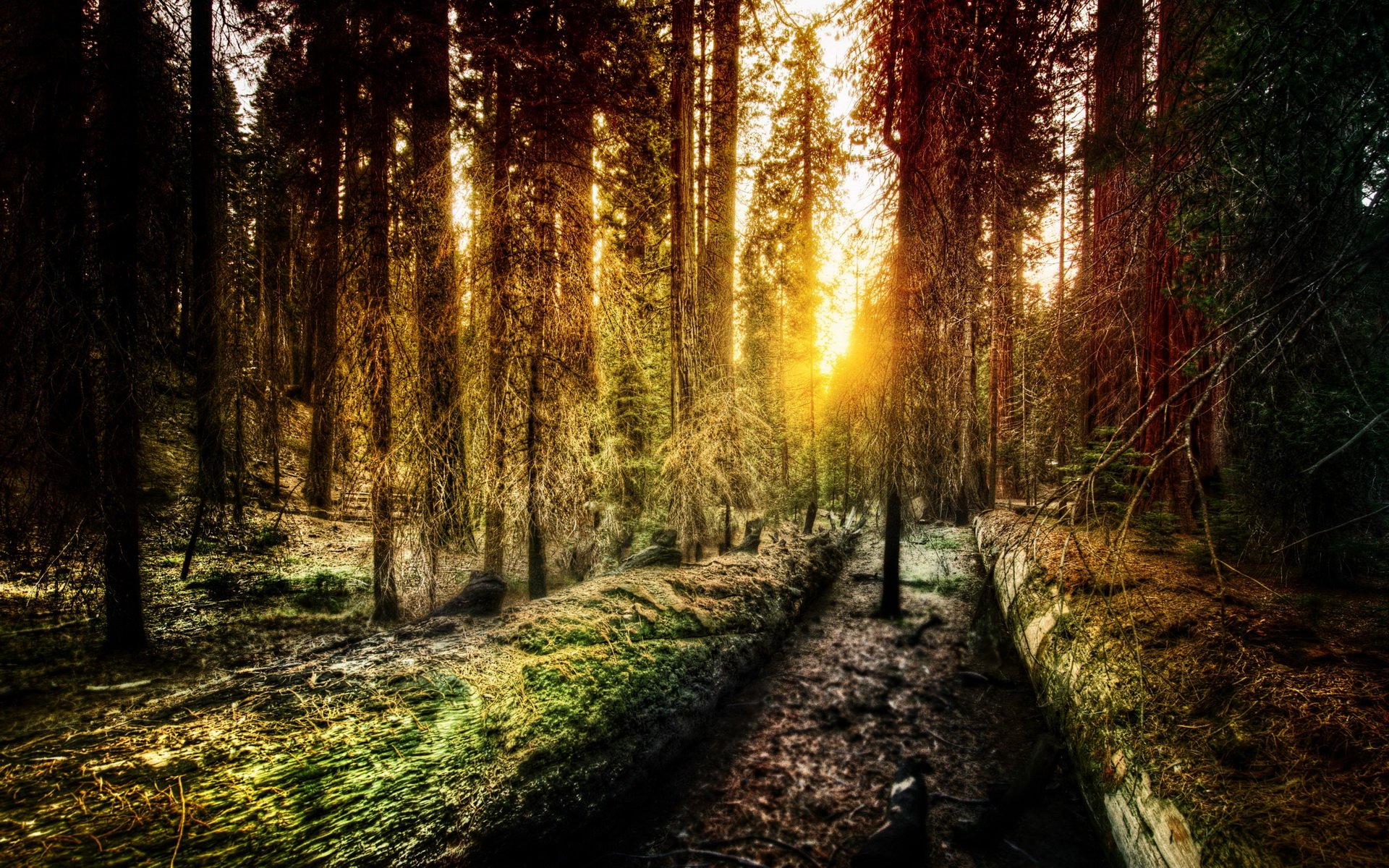 Download Nature Forest HD Wallpaper | 1920x1200 | Wallpaper Abyss