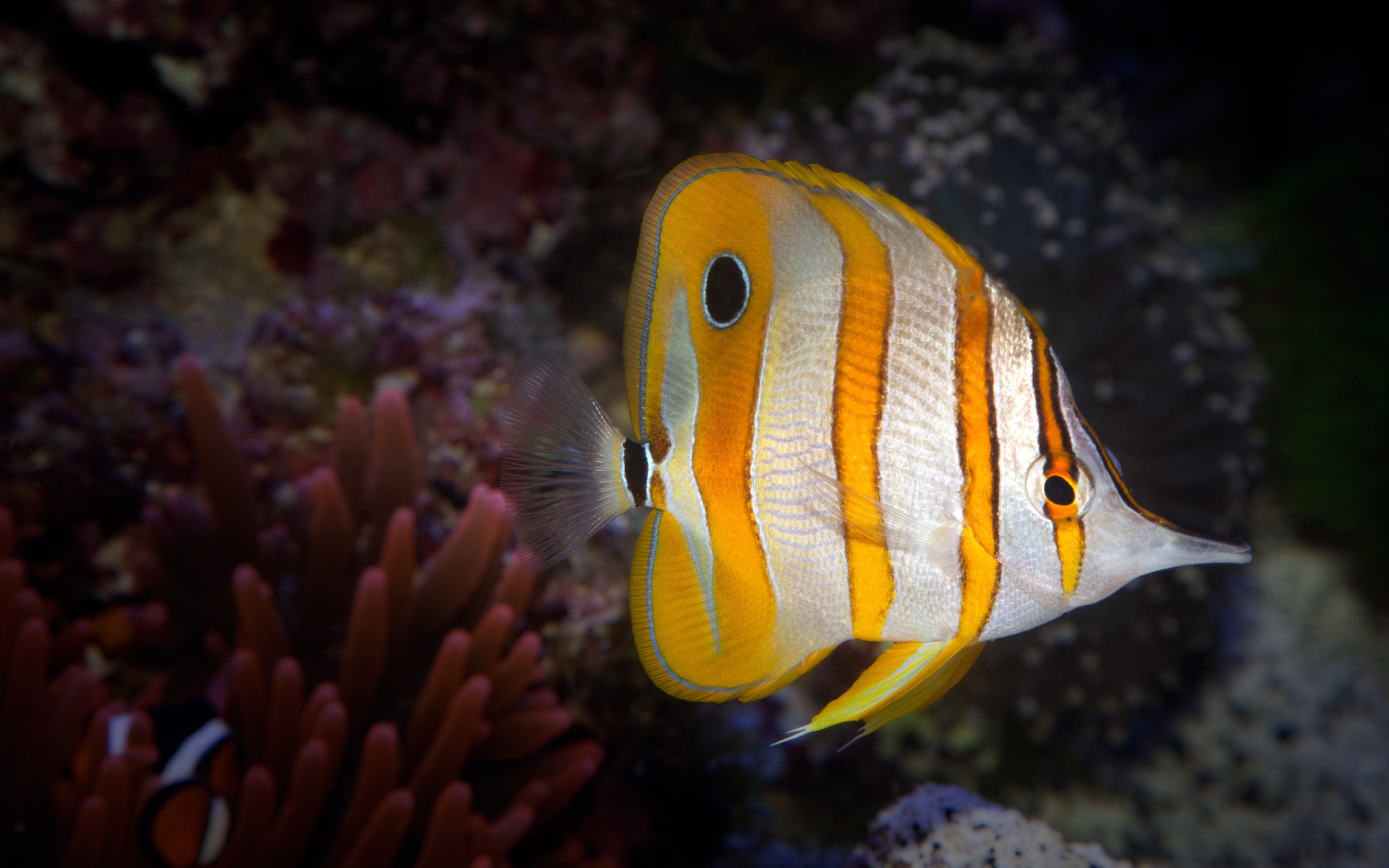 A vibrant butterflyfish with orange and white stripes swims near coral in this HD desktop wallpaper featuring aquatic life.